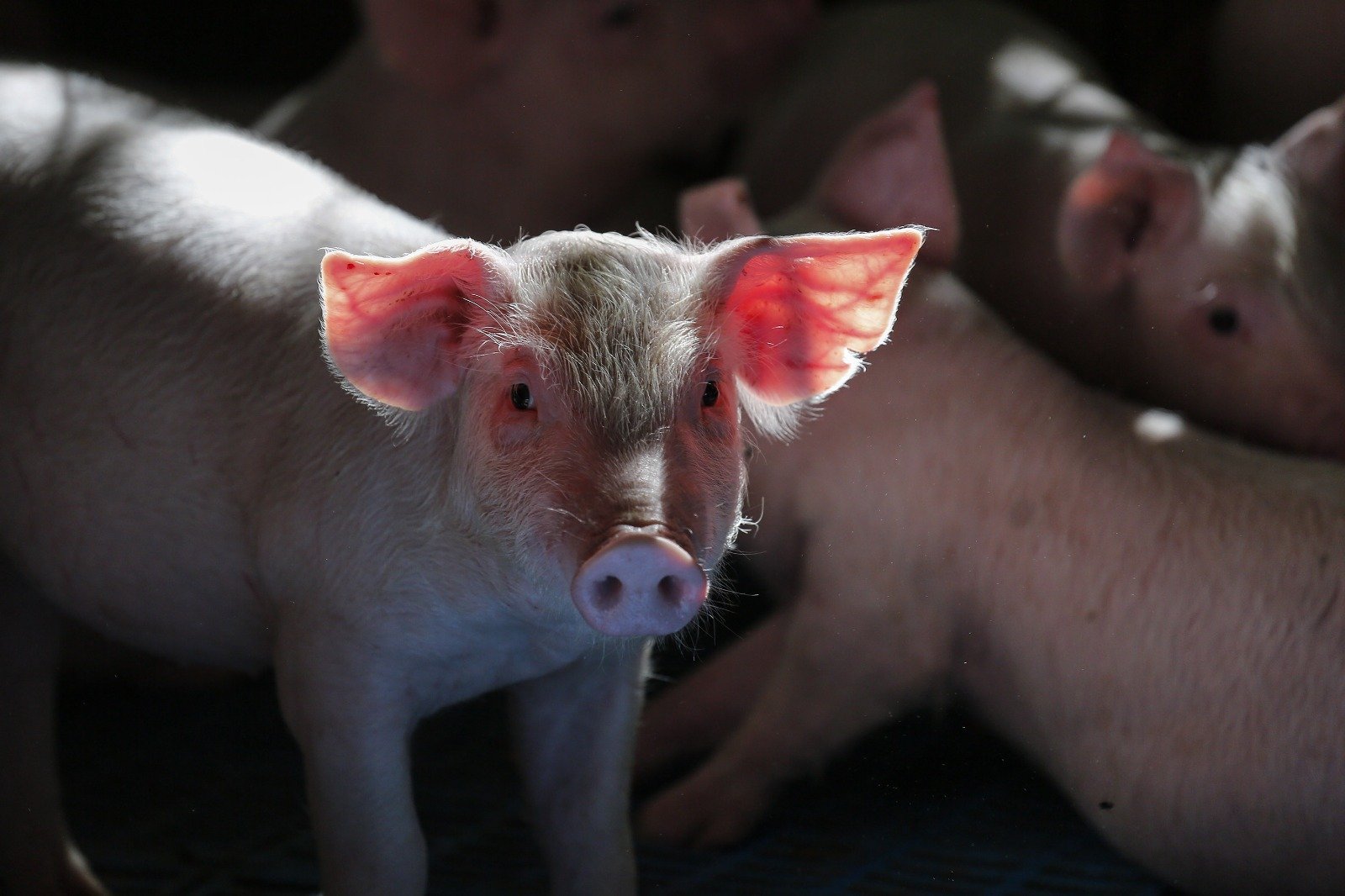 Paraná vai exportar carne suína para o Chile 6 Paraná vai exportar carne suína para o Chile