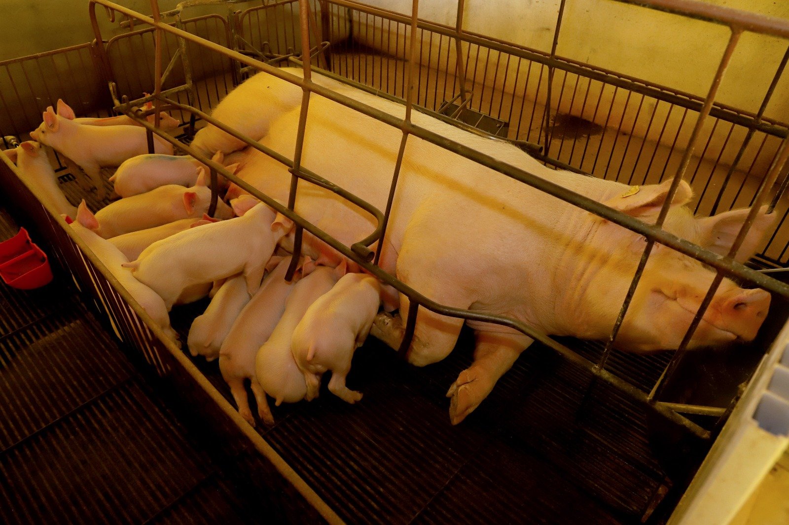 Paraná vai exportar carne suína para o Chile 5 Paraná vai exportar carne suína para o Chile