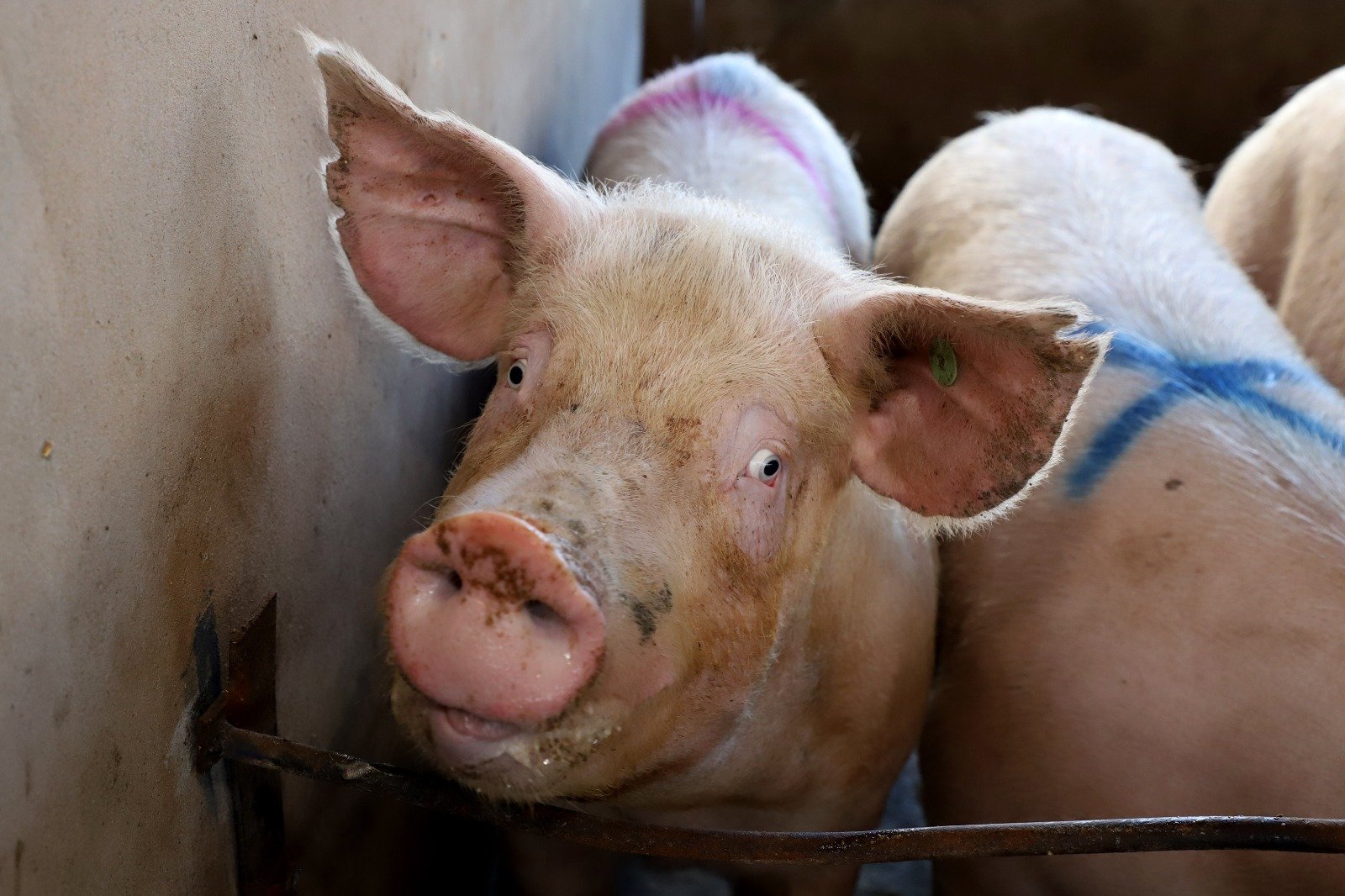 Paraná vai exportar carne suína para o Chile 4 Paraná vai exportar carne suína para o Chile