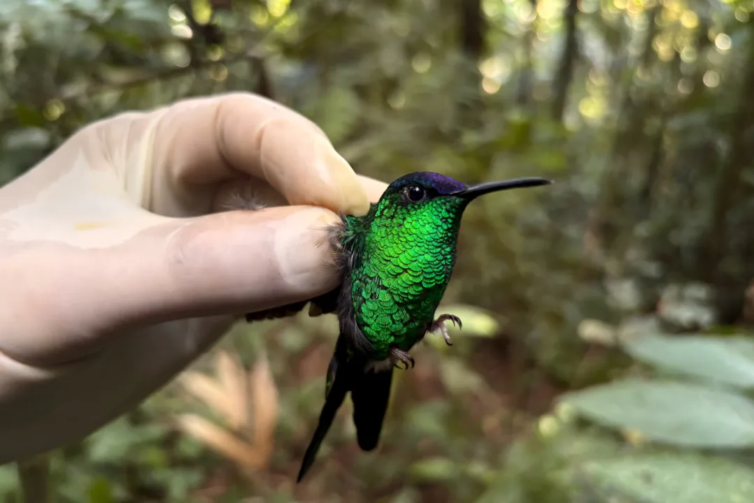 Ponte de Guaratuba: Monitoramento Ambiental Abrangente e Obras Avançam no Litoral do Paraná 9 beija flor defronte violeta thalurania glaucopis foto cspg