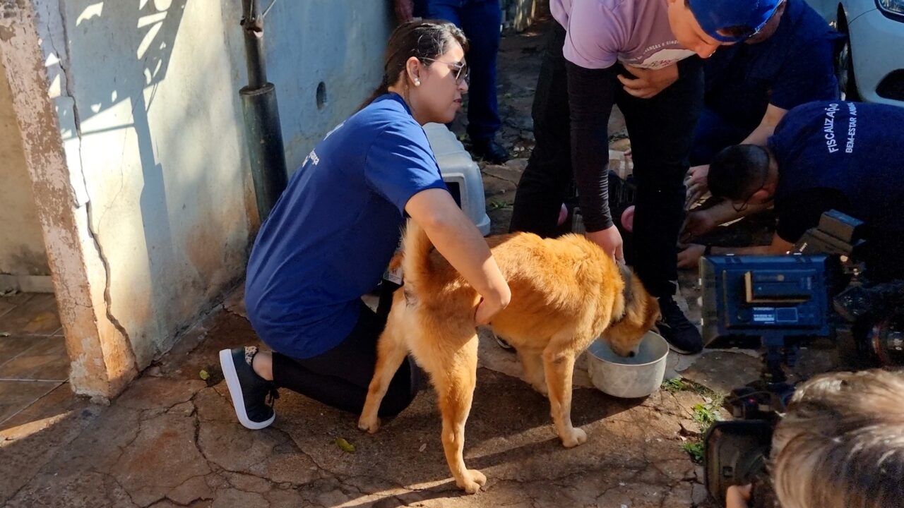 caes abandonados - Saiba Já News