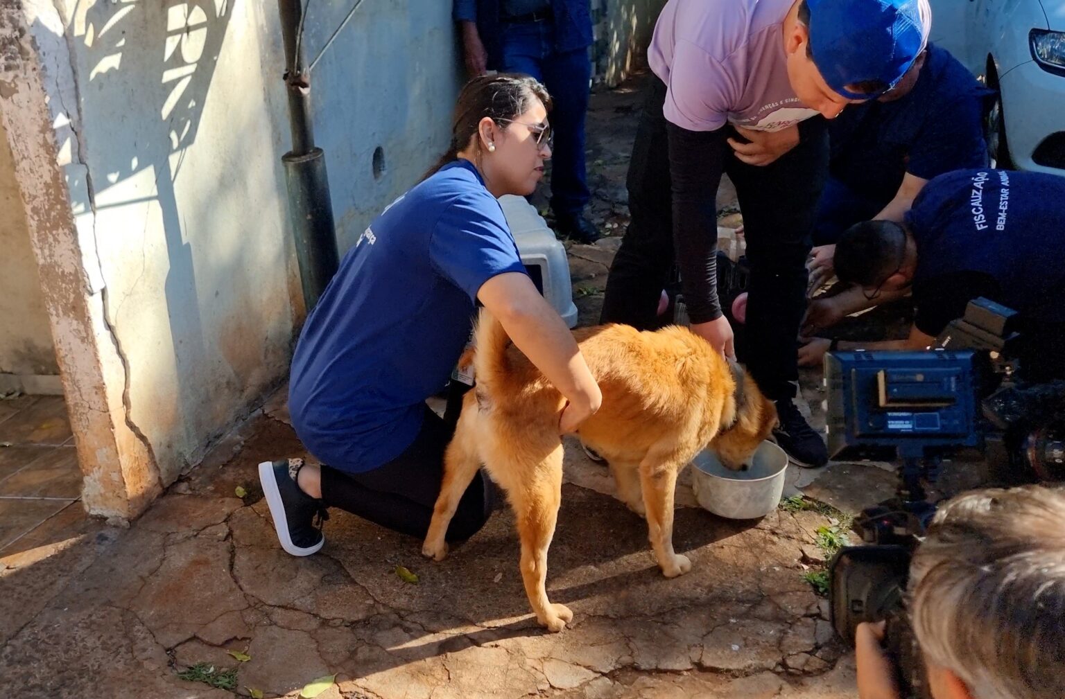 caes abandonados - Saiba Já News