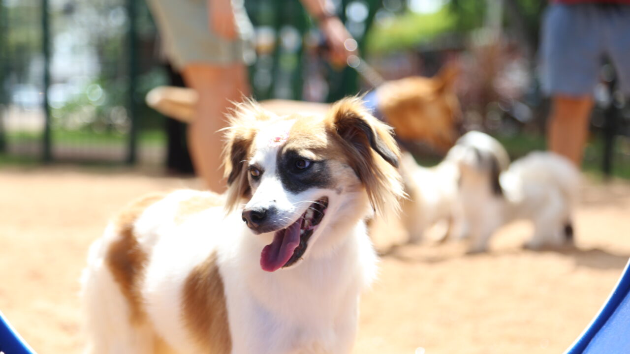 caes e gatos - Saiba Já News