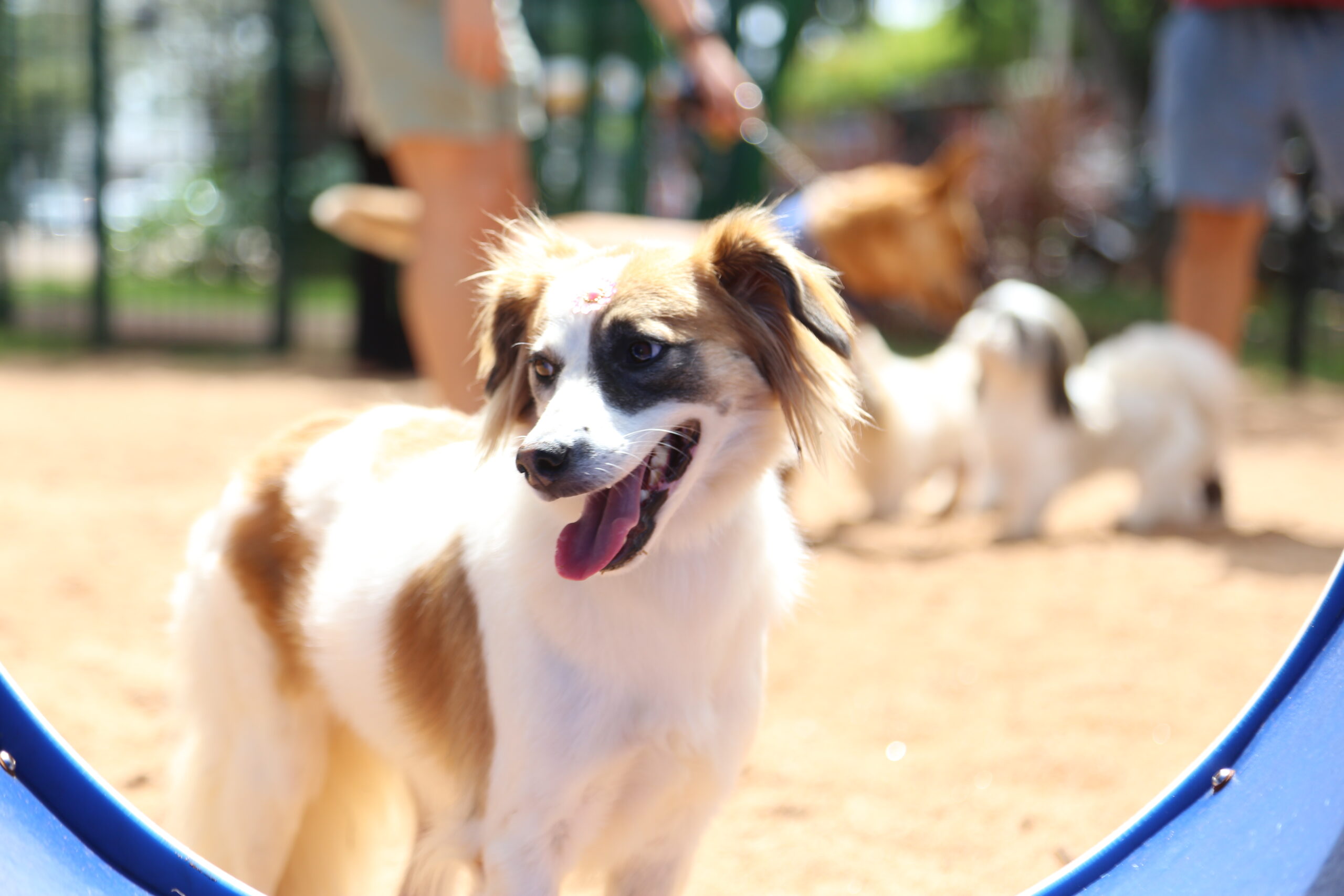 caes e gatos scaled - Saiba Já News