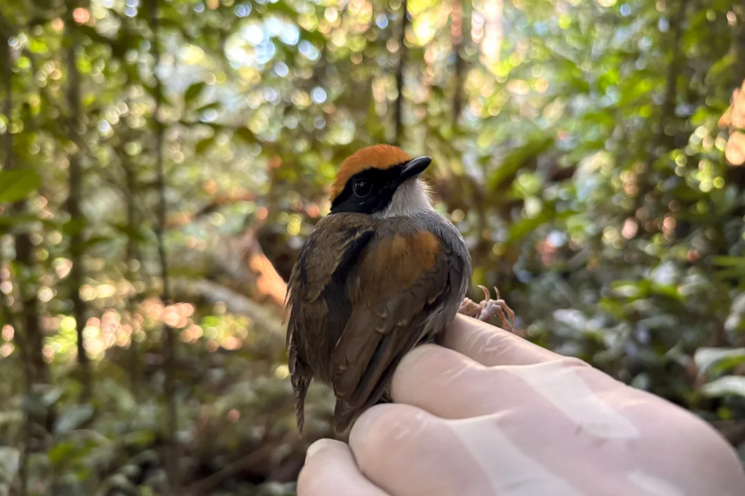 Ponte de Guaratuba: Monitoramento Ambiental Abrangente e Obras Avançam no Litoral do Paraná 8 cuspidor demascara preta conopophaga melanops foto cspg