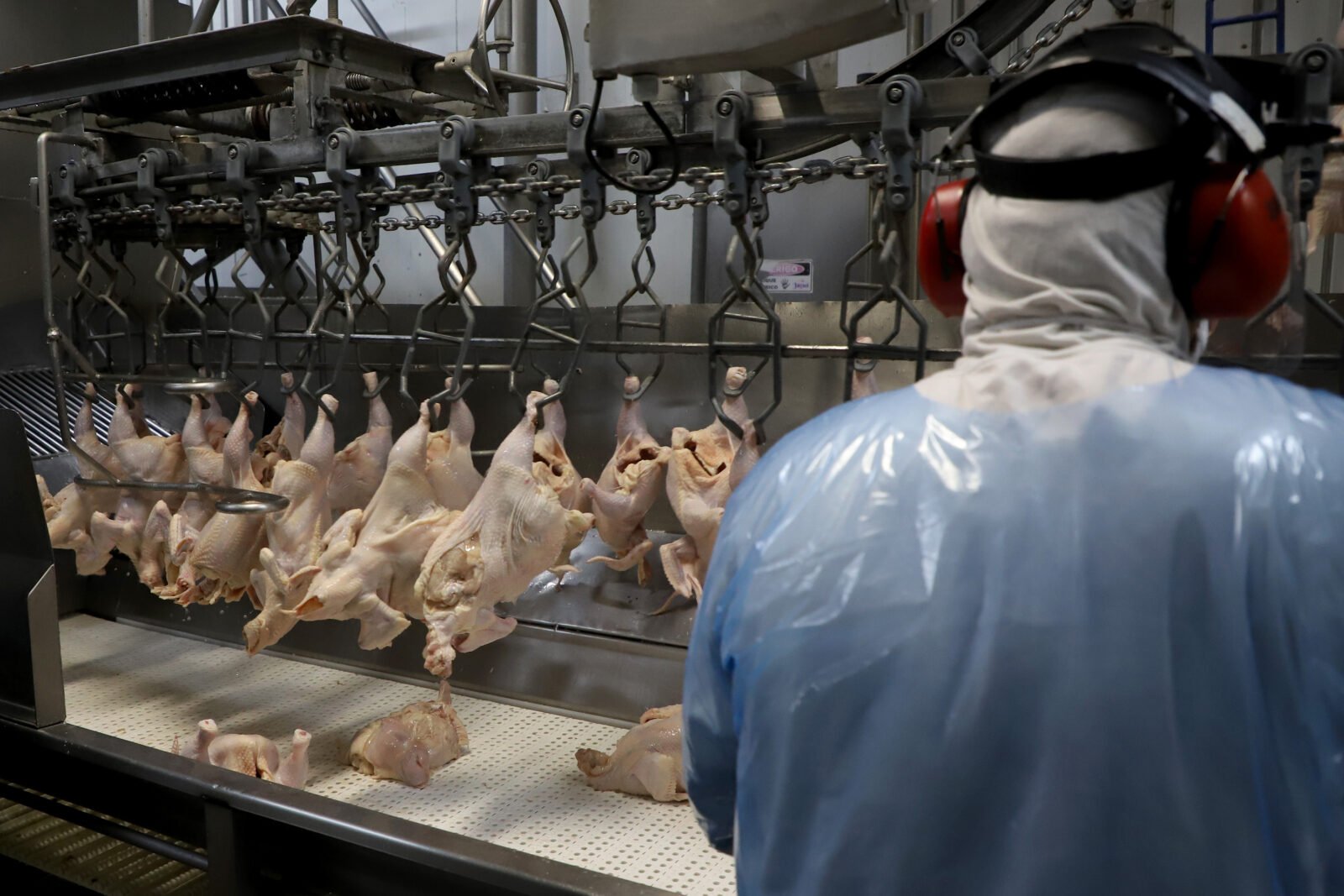 Supermercado do mundo: Paraná exporta mais alimentos que países como Japão, Portugal e Coreia do Sul 3 frangotoleod 044