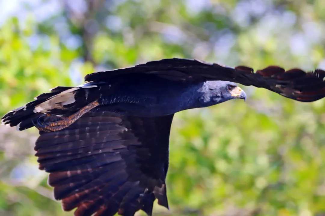 Ponte de Guaratuba: Monitoramento Ambiental Abrangente e Obras Avançam no Litoral do Paraná 5 gaviao pega macaco spizaetus tyrannus foto mrs ambiental