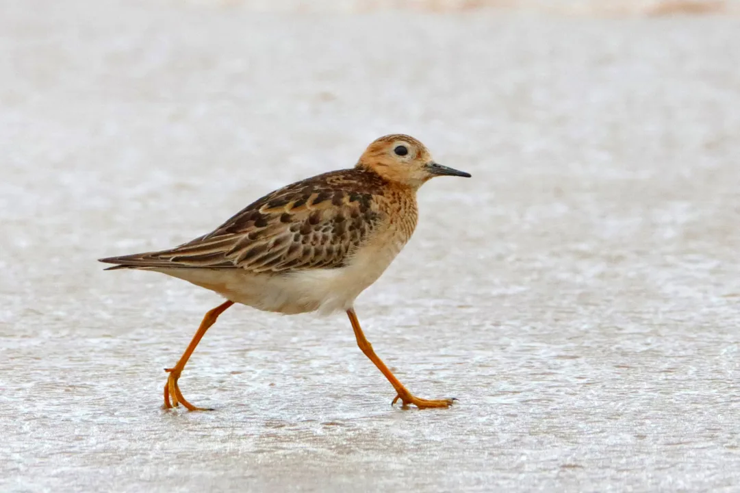 Ponte de Guaratuba: Monitoramento Ambiental Abrangente e Obras Avançam no Litoral do Paraná 4 macarico acanelado calidris subruficollis foto mrs ambiental consorcio nova ponte