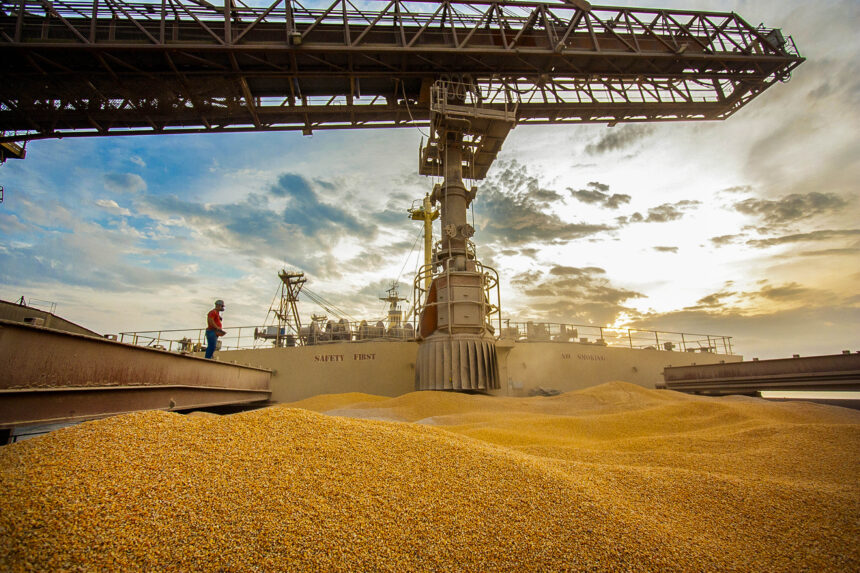 Com Forte Crescimento em 2024, Paraná Consolida a Segunda Posição nas Exportações de Milho do País