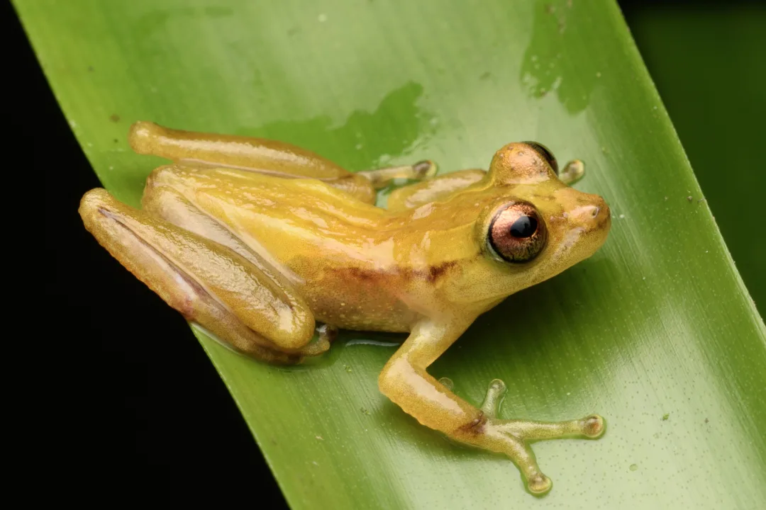 Ponte de Guaratuba: Monitoramento Ambiental Abrangente e Obras Avançam no Litoral do Paraná 11 perereca marsupial fritziana mitusfoto mrs ambiental consorcio nova ponte
