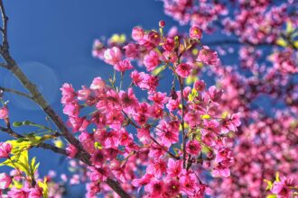 primavera - Saiba Já News