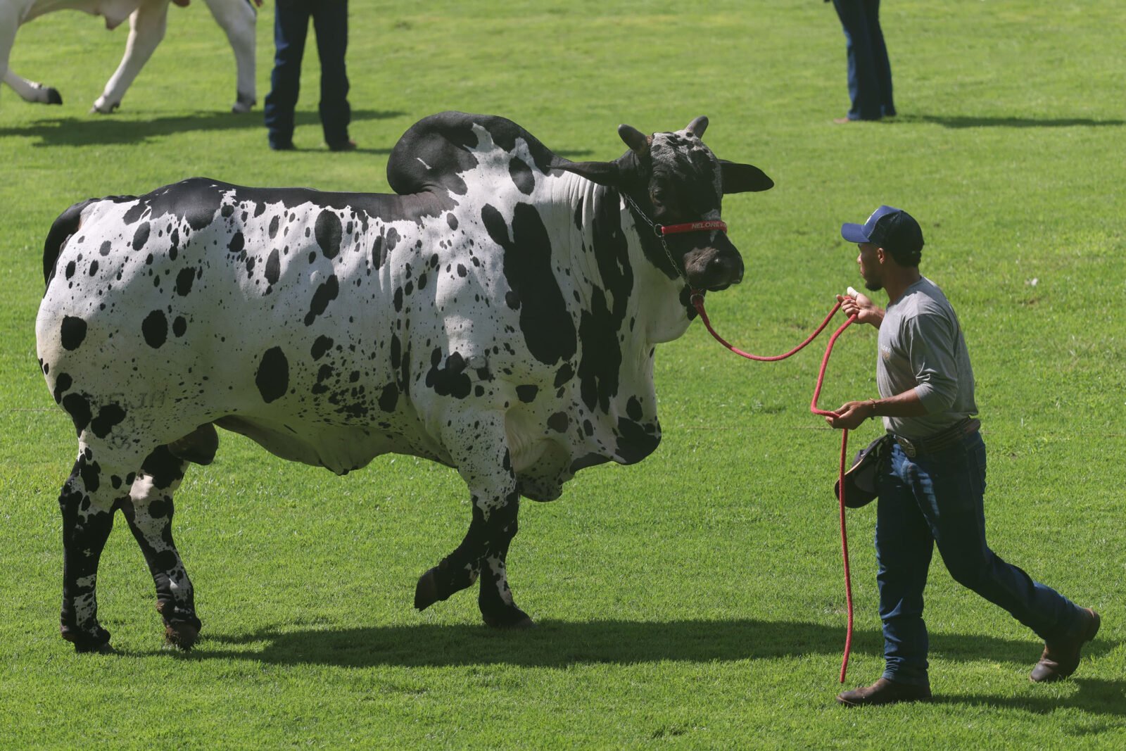 Paraná mostra força na pecuária durante a 90ª ExpoZebu em Minas Gerais 8 whatsapp image 2025 04 26 at 12.13.55 1