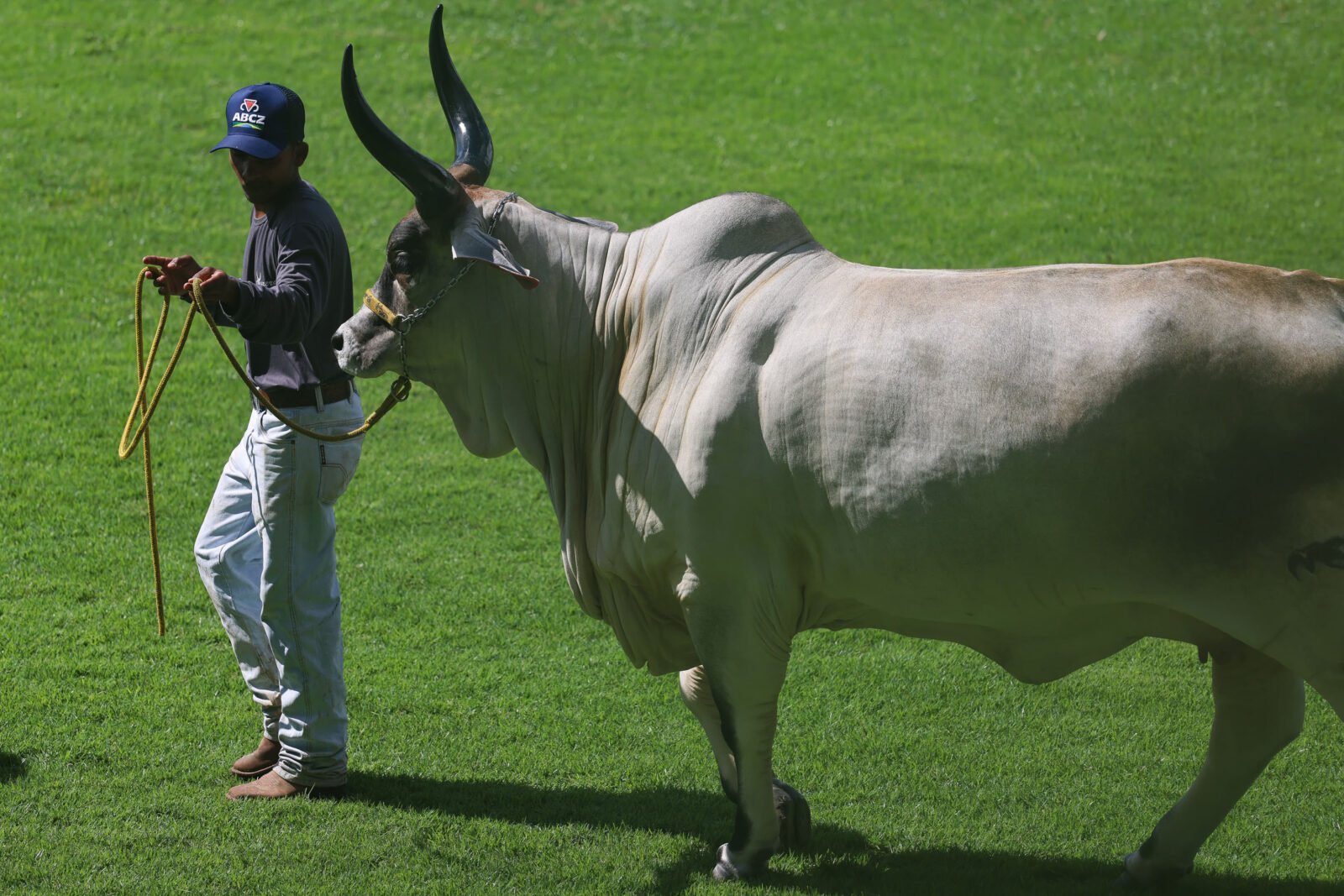 Paraná mostra força na pecuária durante a 90ª ExpoZebu em Minas Gerais 11 whatsapp image 2025 04 26 at 12.13.55 2