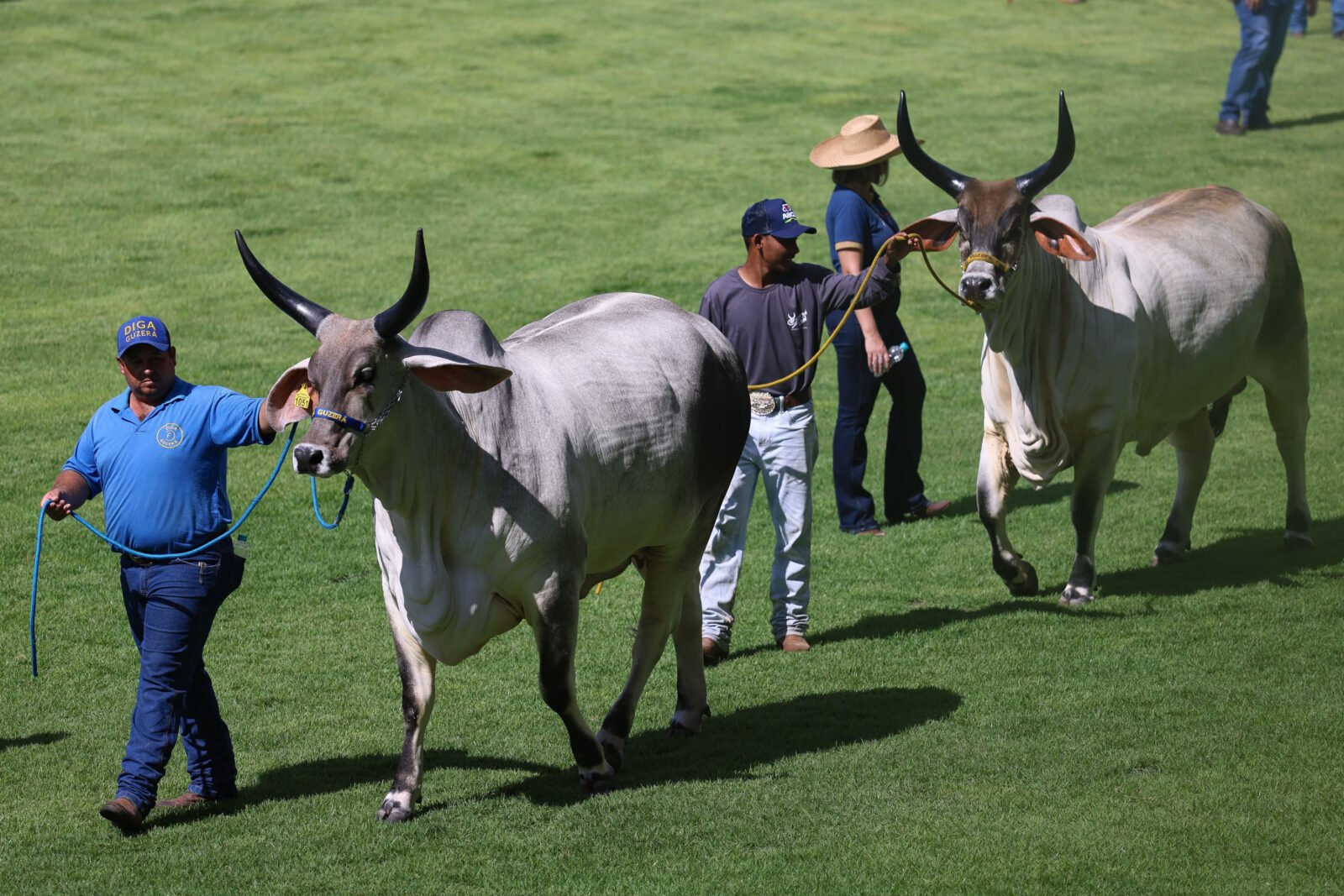 Paraná mostra força na pecuária durante a 90ª ExpoZebu em Minas Gerais 5 whatsapp image 2025 04 26 at 12.13.56